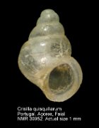 Crisilla quisquiliarum (4)